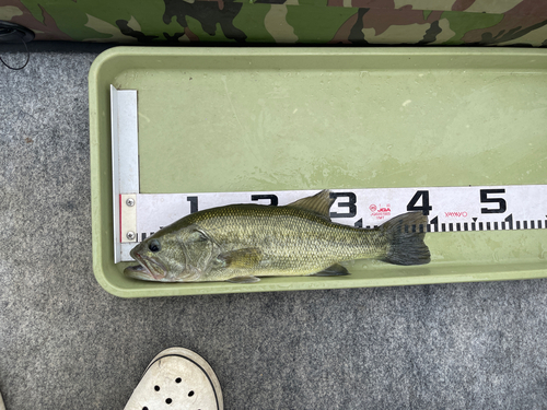 ブラックバスの釣果