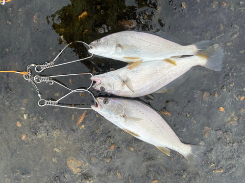 イシモチの釣果