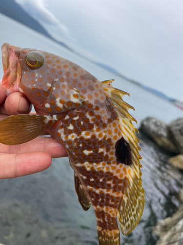 キジハタの釣果