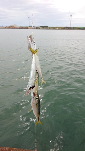 サバの釣果