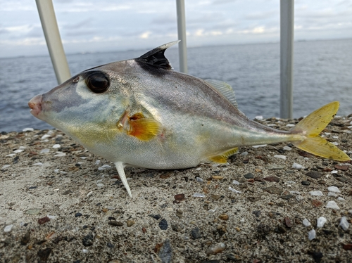 ギマの釣果