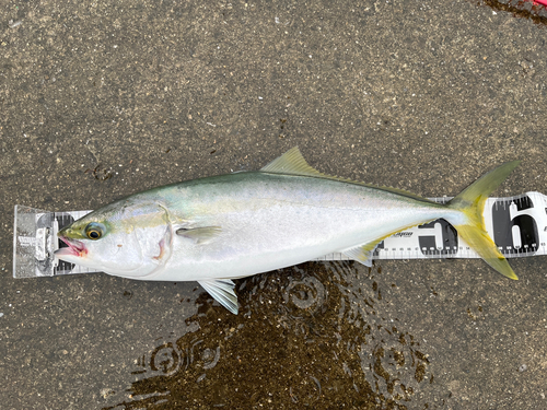 メジロの釣果