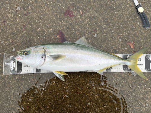 メジロの釣果