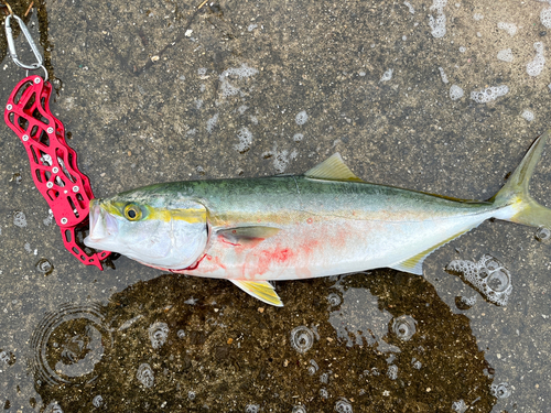 ハマチの釣果