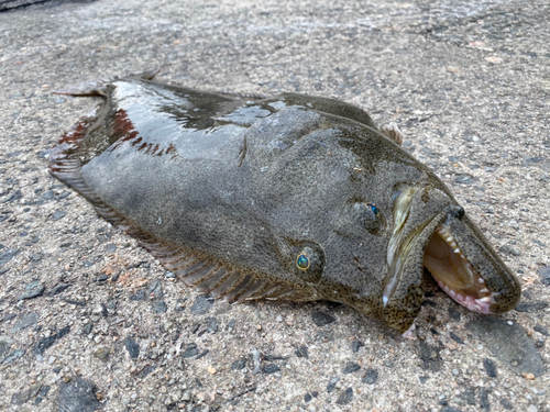 ヒラメの釣果