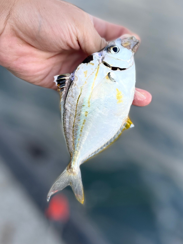 ヒイラギの釣果