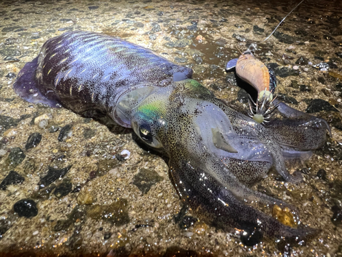 アオリイカの釣果