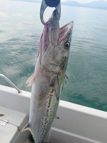 サゴシの釣果