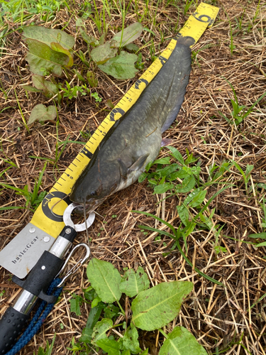 ナマズの釣果