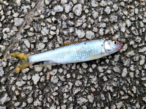 オイカワの釣果