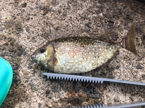 アイゴの釣果