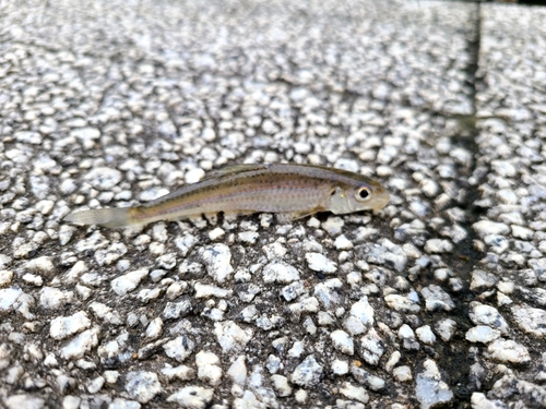 カワムツの釣果