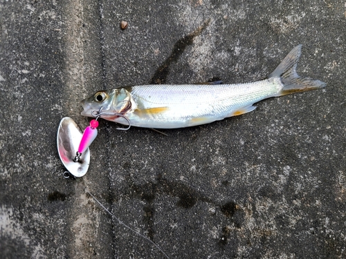 ウグイの釣果