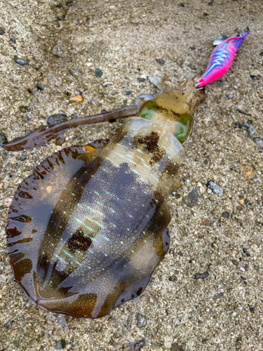 アオリイカの釣果