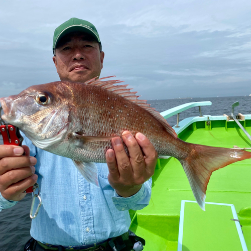 マダイの釣果