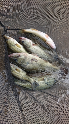 ブラックバスの釣果