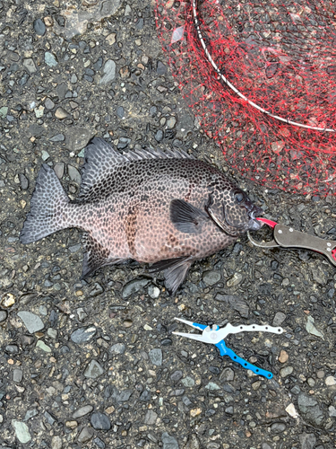 イシガキダイの釣果