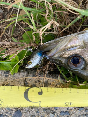 シーバスの釣果