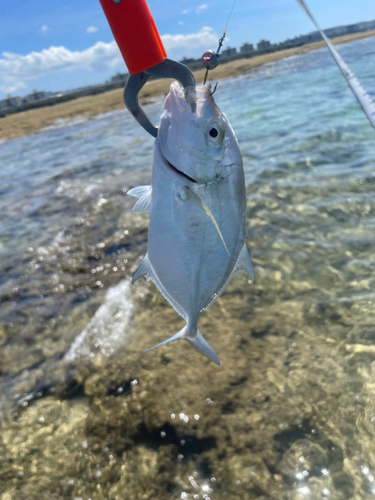 メッキの釣果