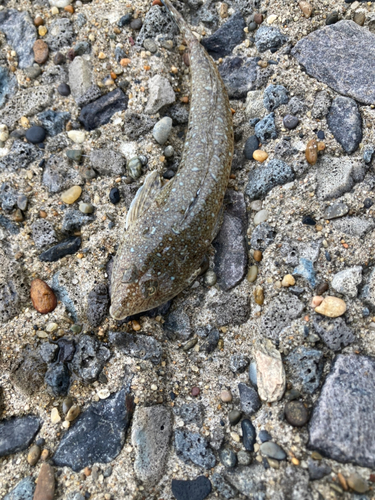 メゴチの釣果