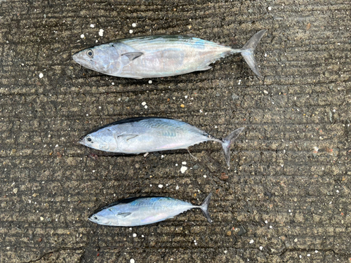 カツオの釣果