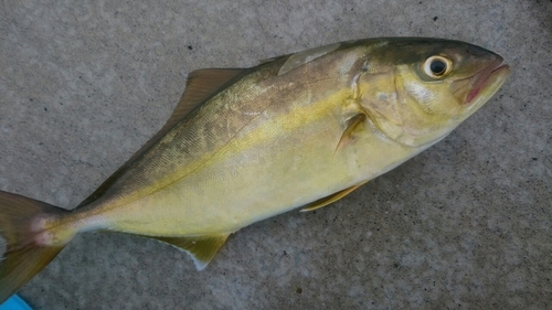 ショゴの釣果