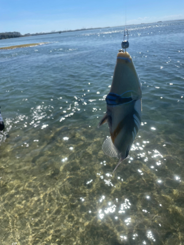 ムラサメモンガラの釣果