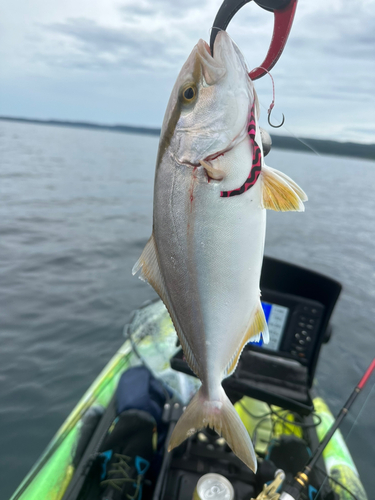 ショゴの釣果