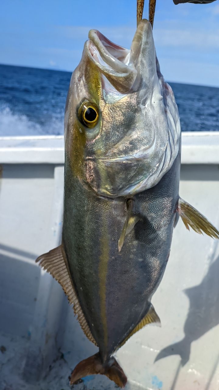 🎣みやもん🎣さんの釣果 2枚目の画像