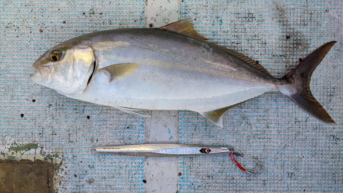 🎣みやもん🎣さんの釣果 3枚目の画像