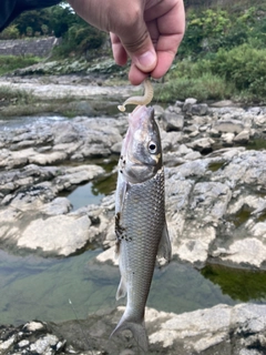 ニゴイの釣果