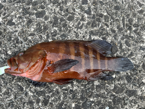 ヤミハタの釣果