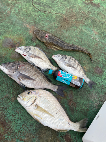 クロダイの釣果