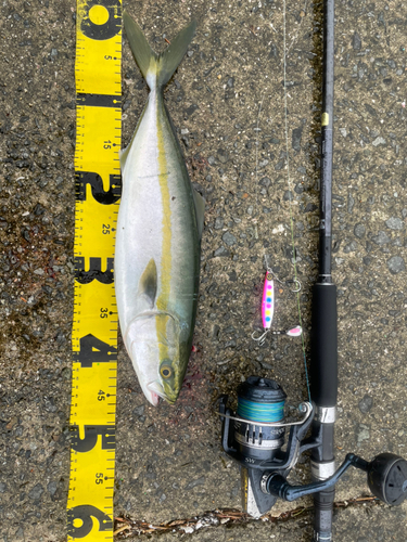 ハマチの釣果