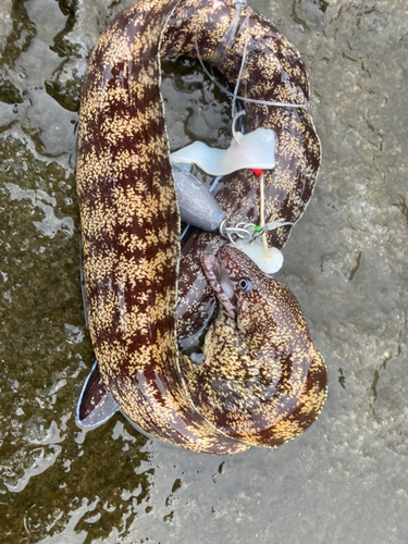 ウツボの釣果