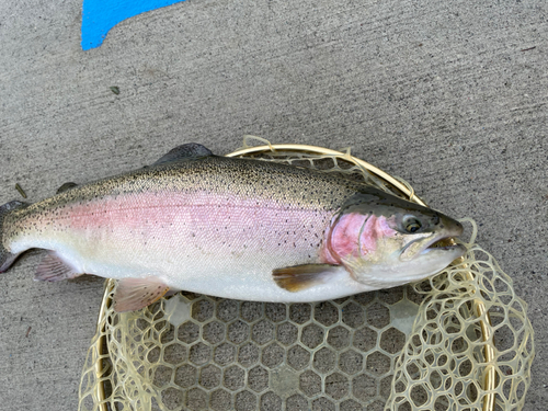 ニジマスの釣果