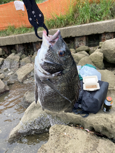 チヌの釣果