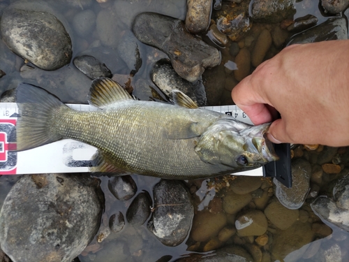 スモールマウスバスの釣果