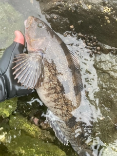 アイナメの釣果