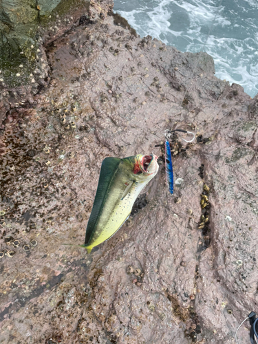 シイラの釣果