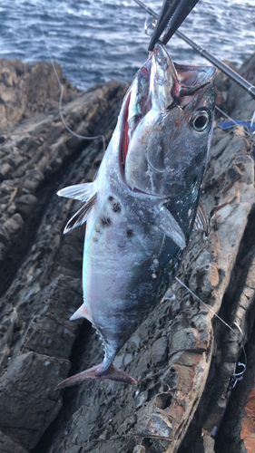 スマガツオの釣果