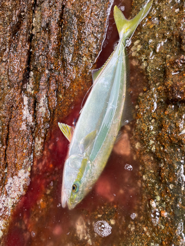 ツバスの釣果