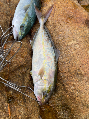 カンパチの釣果