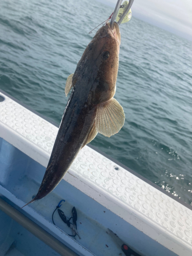 マゴチの釣果