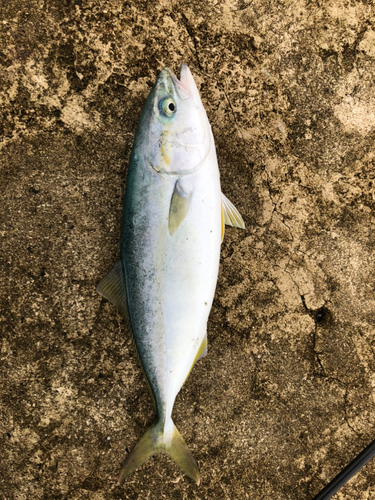 ショゴの釣果