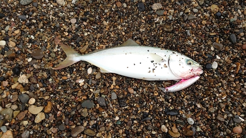 イナダの釣果