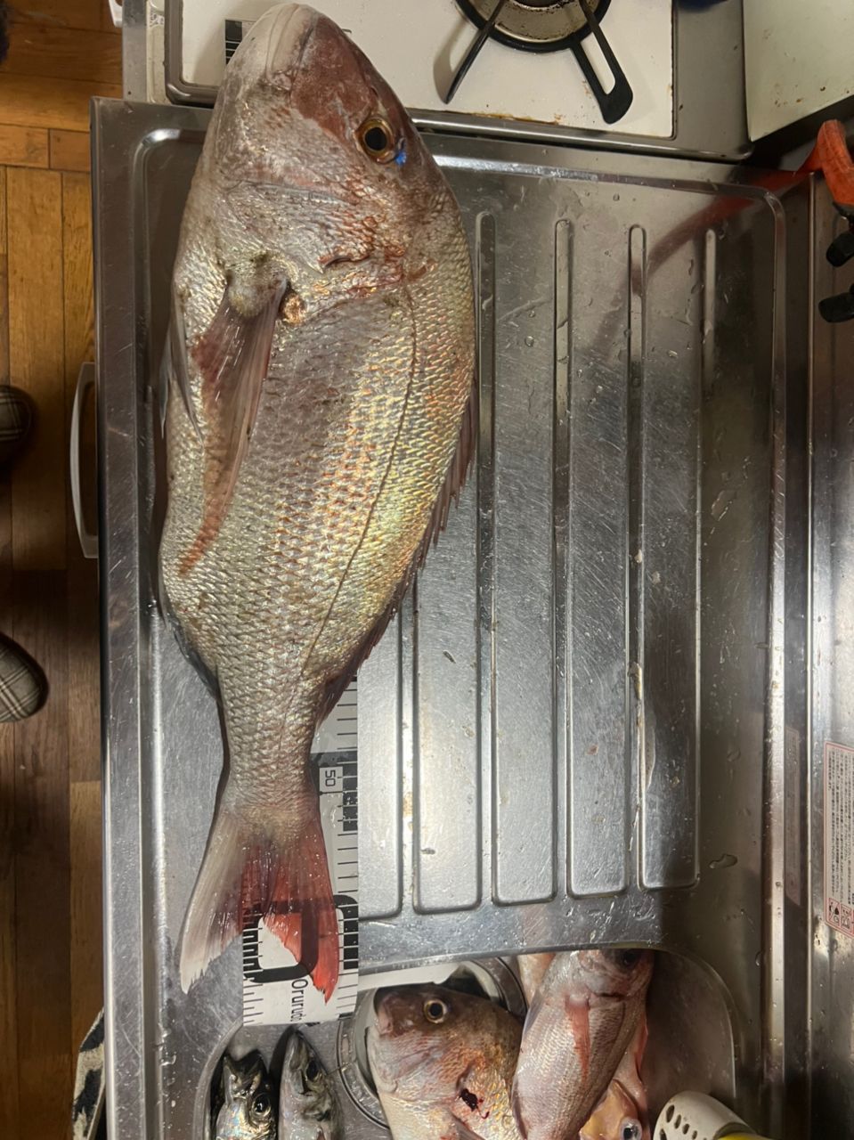 ゆったさんの釣果 2枚目の画像