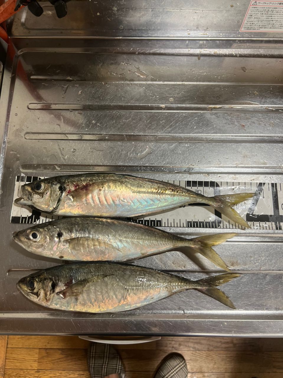 ゆったさんの釣果 3枚目の画像