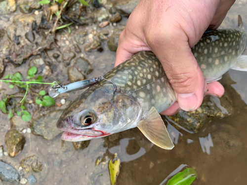 イワナの釣果