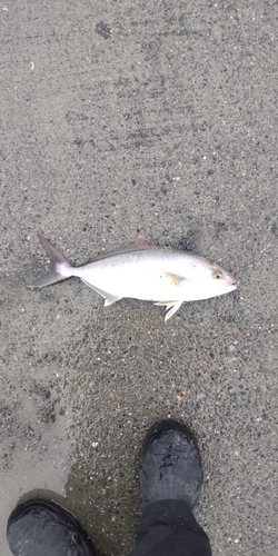 ショゴの釣果